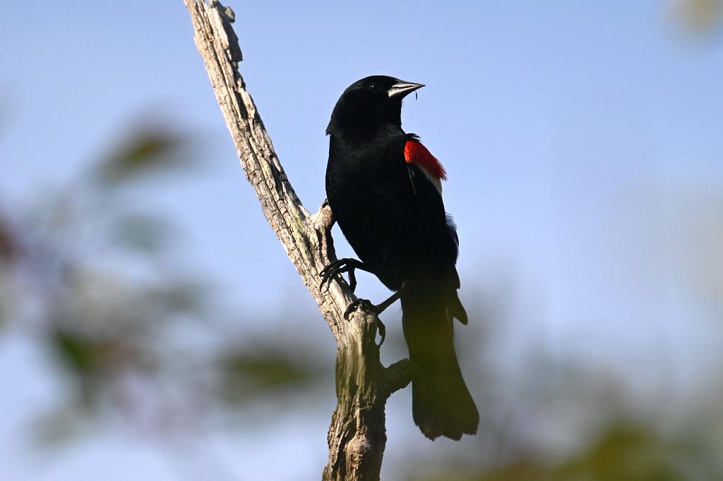 Blackbird, Red-winged, 2025-05087594 Parker River NWR, MA.JPG - Red-winged Blackbird. Parker River National Wildlife Refuge, MA, 5-8-2025